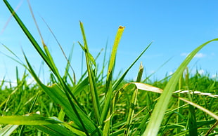 closeup photography of green grass at daytime