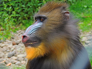 close up photo of monkey