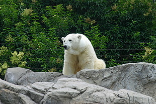 white bear, Polar bear, Bear, Predator HD wallpaper