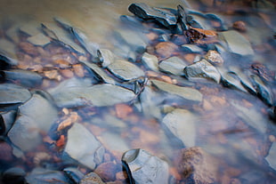 gray and brown stone pebbles with water