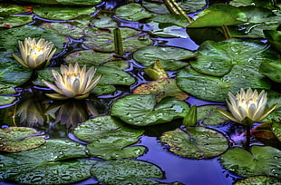 water lily on body of water HD wallpaper