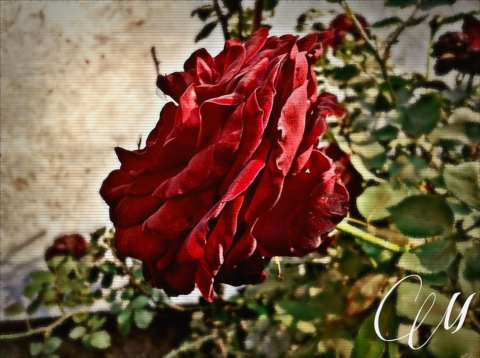 red rose flower, rose, flowers, plants HD wallpaper