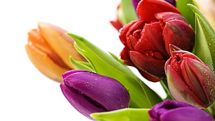 selective focus of flowers HD wallpaper