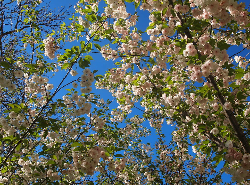 pink petaled flowers at daytime HD wallpaper