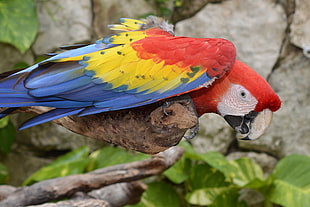 red, yellow, and blue parrot