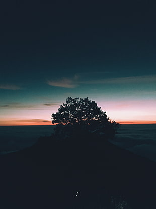 silhouette of tree, Tree, Hill, Sunset
