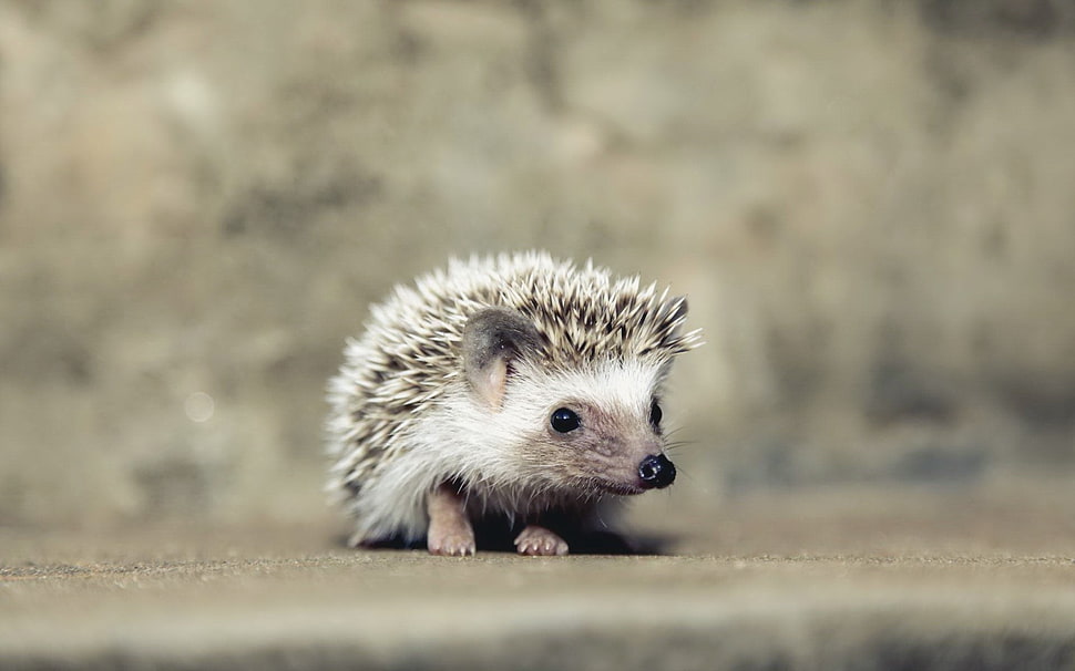 white and brown hedgehog, hedgehog, animals HD wallpaper