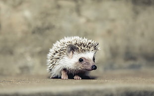 white and brown hedgehog, hedgehog, animals