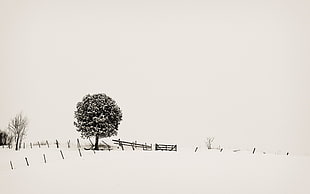 gray leaf tree, landscape, snow, trees, monochrome
