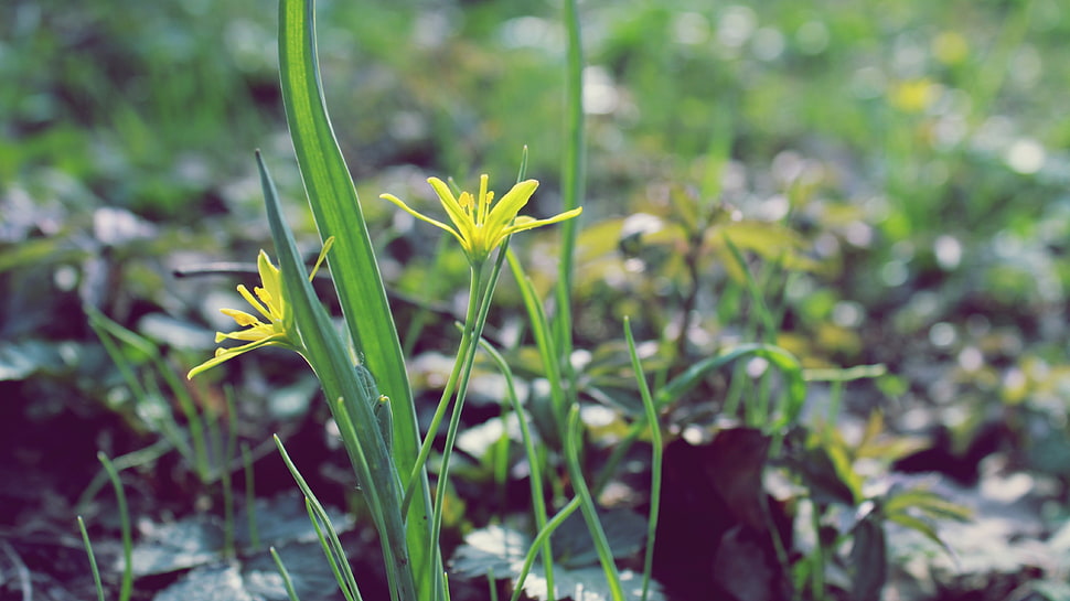 yellow flowers closeup photography HD wallpaper