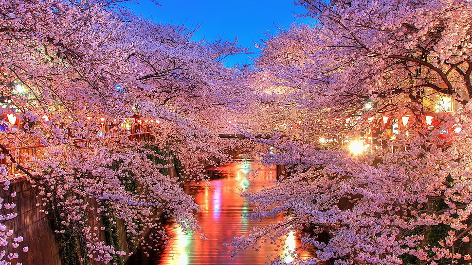 Cherry blossom pathway during nighttime HD wallpaper