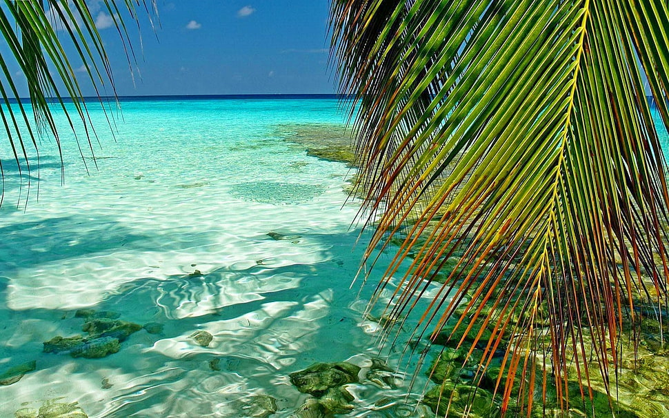 green palm tree, nature, landscape, Maldives, tropical HD wallpaper