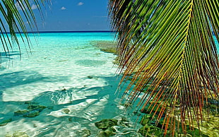 green palm tree, nature, landscape, Maldives, tropical HD wallpaper