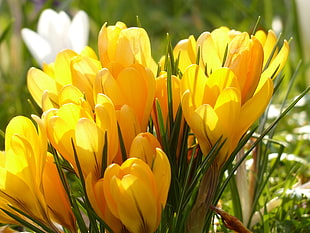 yellow and white flowers