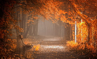 autumn leaves on gray road HD wallpaper