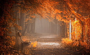 autumn leaves on gray road