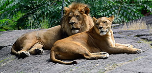 two Lions laying on gray concrete floor HD wallpaper