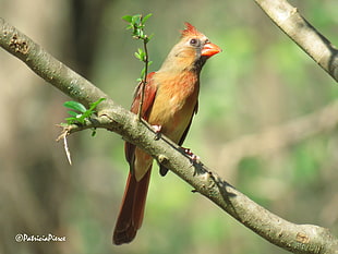 shallow focus photography of brown and orange feathered bird on tree branch