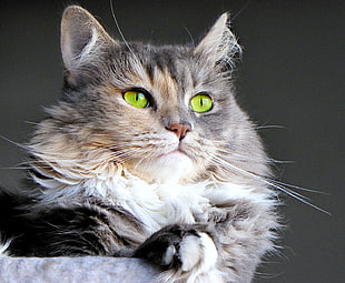 photography of gray cat