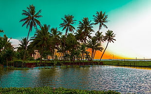 palm tree, landscape, nature, palm trees, beach HD wallpaper
