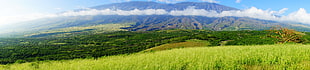 green grass field, Hawaii, Maui, tropical forest, tropics HD wallpaper
