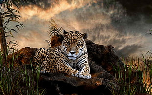 leopard reclining on rock, jaguars, animals, big cats