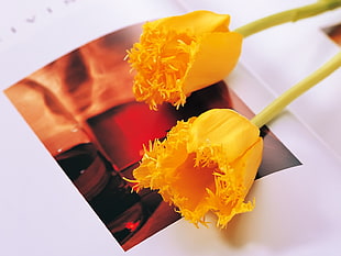 two yellow petaled flowers on red picture