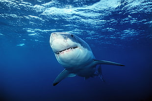 photography of great white shark underwater HD wallpaper