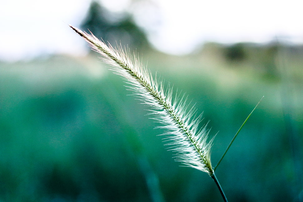 White and Green Leaf Focus Photography HD wallpaper