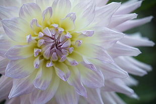 white multi-petaled flower, dahlia HD wallpaper