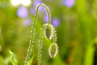 closeup photo of green plant