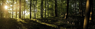 brown and black tree camouflage camping chair, forest, sunlight, trees HD wallpaper