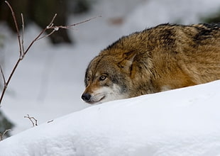 brown wolf, Wolf, Predator, Hunting HD wallpaper