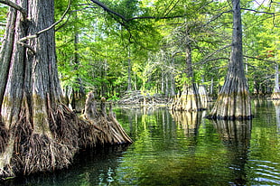 trees on water photo