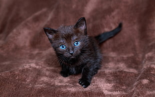 black short coated kitten on brown textile
