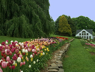 tulips garden at daytime HD wallpaper
