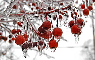 selective focus photography of red cherries in frost during winter season, elyria HD wallpaper