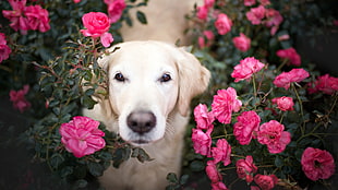 adult light golden retriever on pink rose flower field on focus photo