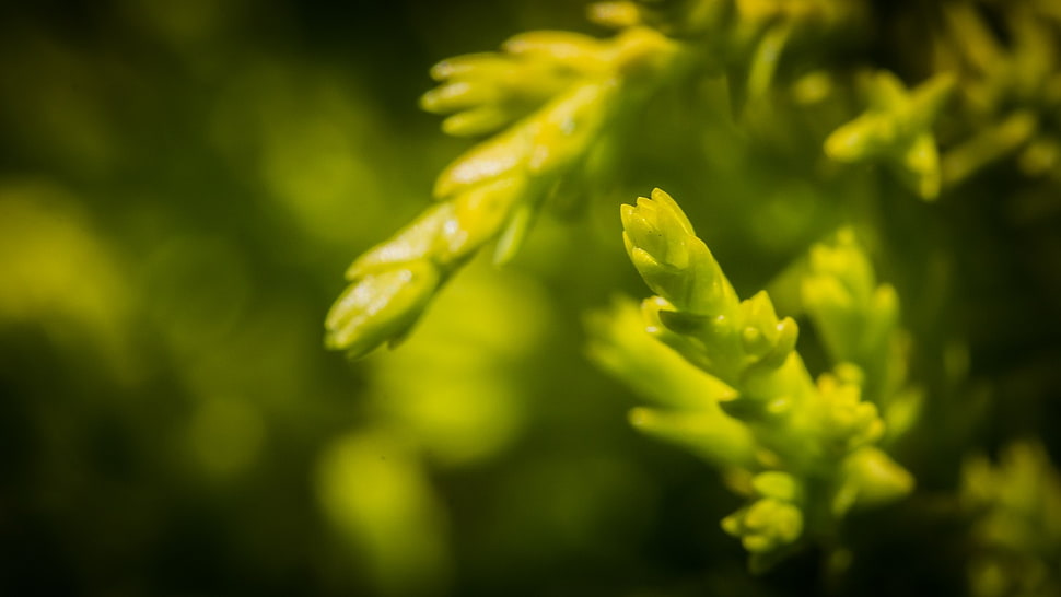 green plant macro shot photography HD wallpaper