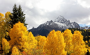 yellow leaf tree and gray mountain photo HD wallpaper