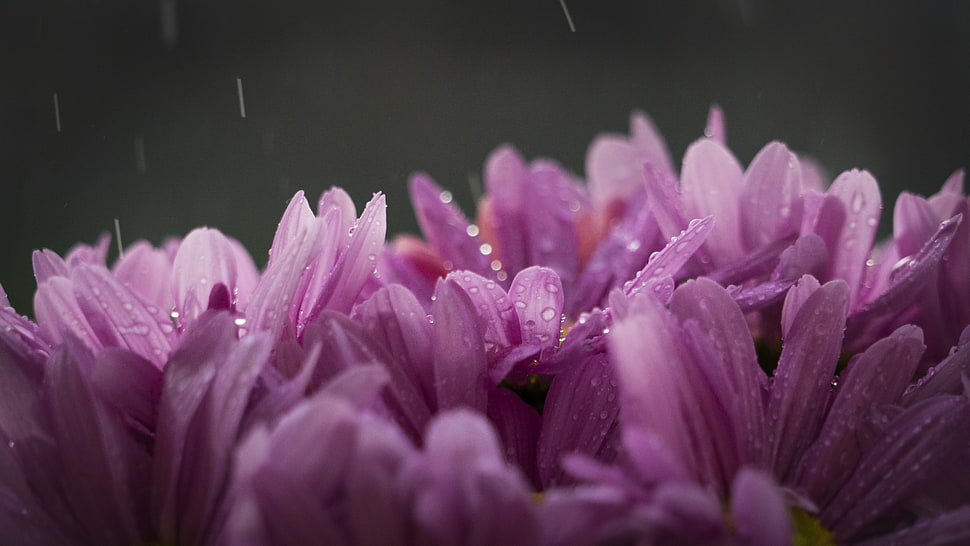 Purple Flower With Rain Drops HD wallpaper