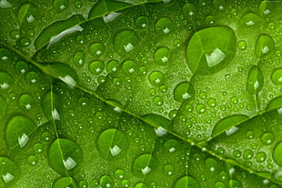 green leaf with drop of water