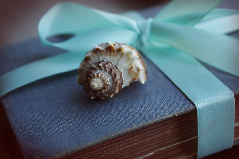 brown shell on blue book HD wallpaper