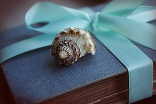 brown shell on blue book