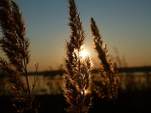 focus photo of brown plants HD wallpaper