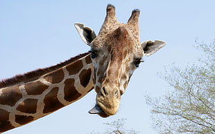 brown and white Giraffe photo