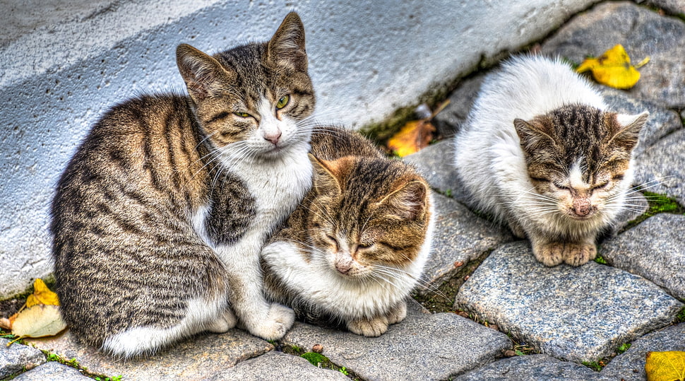 three white-brown-and-black short coat cats HD wallpaper