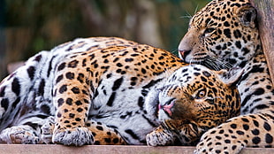 shallow focus photography of two leopards