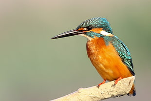 blue and orange King Fisher perched on tree branch at daytime HD wallpaper