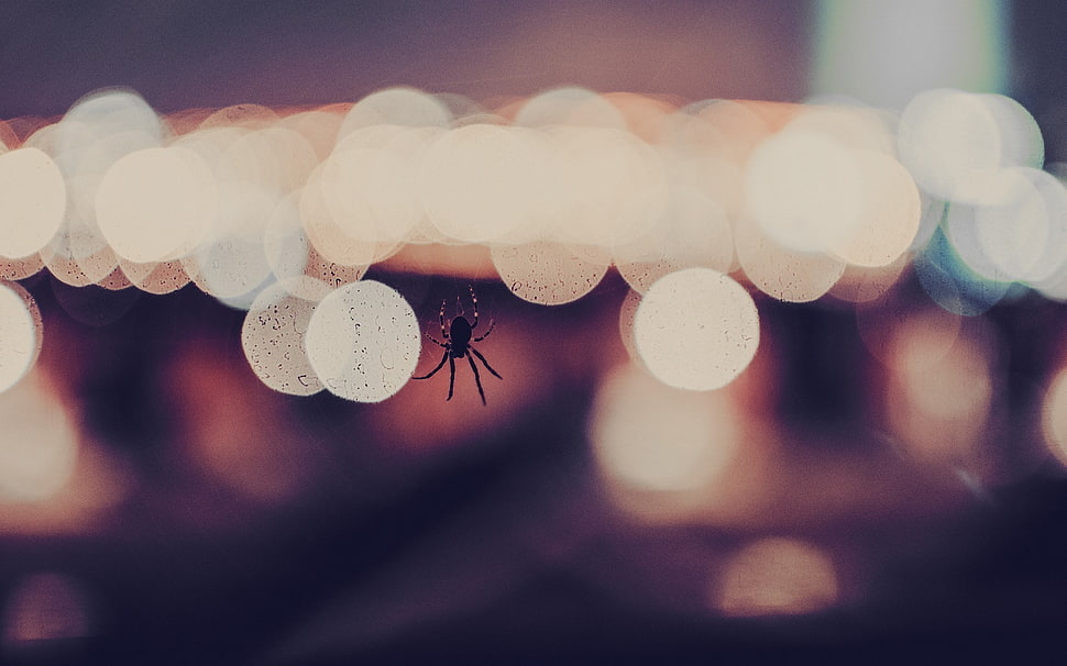 black spider, closeup, spider, bokeh, macro HD wallpaper